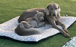 Weimaraner perros en venta: BRACO DE WEIMAR - Imagen 1
