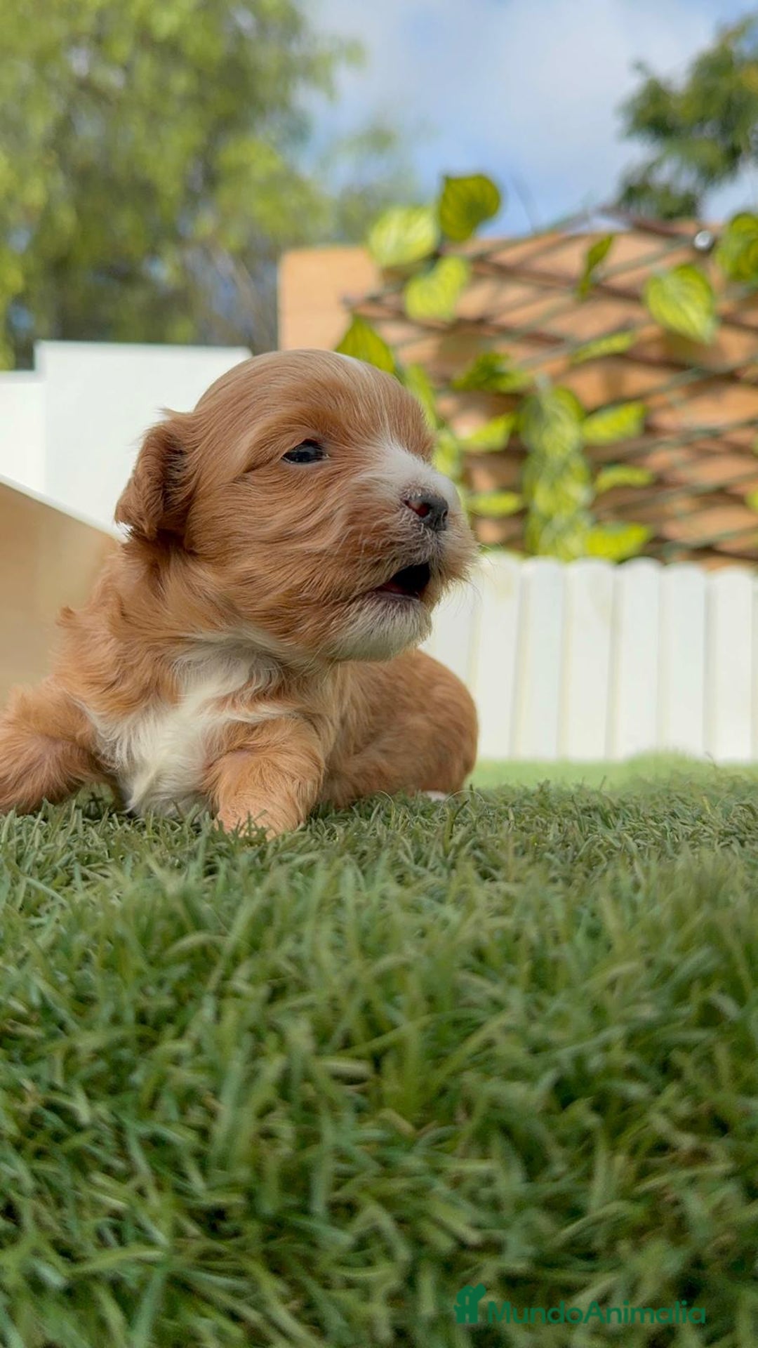 Maltipoo perros en venta: MALTIPOO - Imagen 17