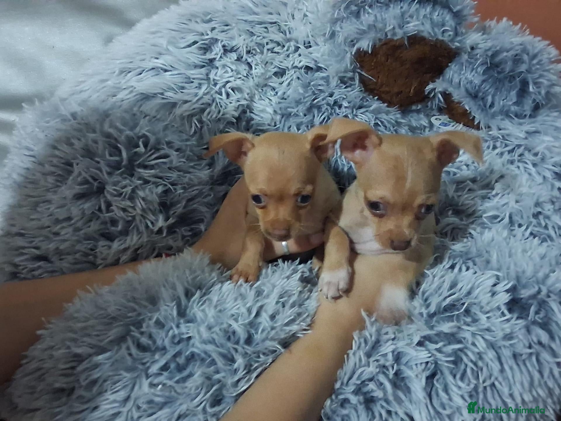 Chihuahua perros Chihuahua super pequeño  - Anuncio 38