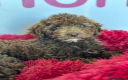 Perro de Agua Español perros en venta: PERRO DE AGUA ESPAÑOL - Imagen 1