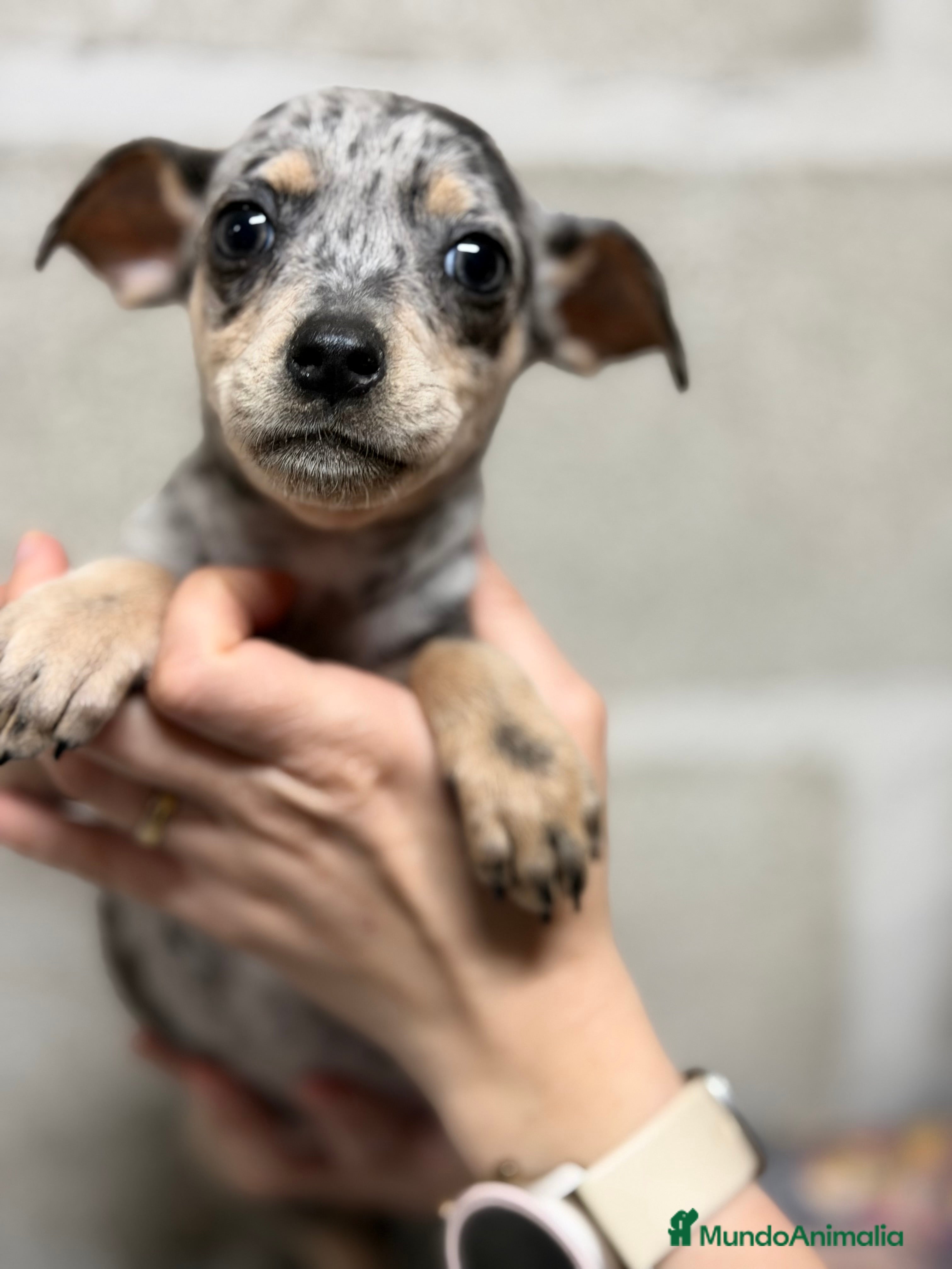 Pinscher Miniatura perros Minipincher Merle  - Anuncio 9