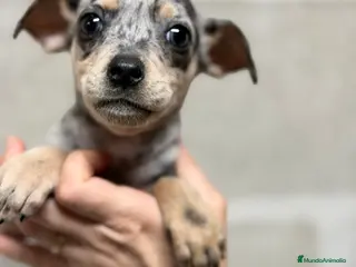 Pinscher Miniatura perros Minipincher Merle - Anuncio 9