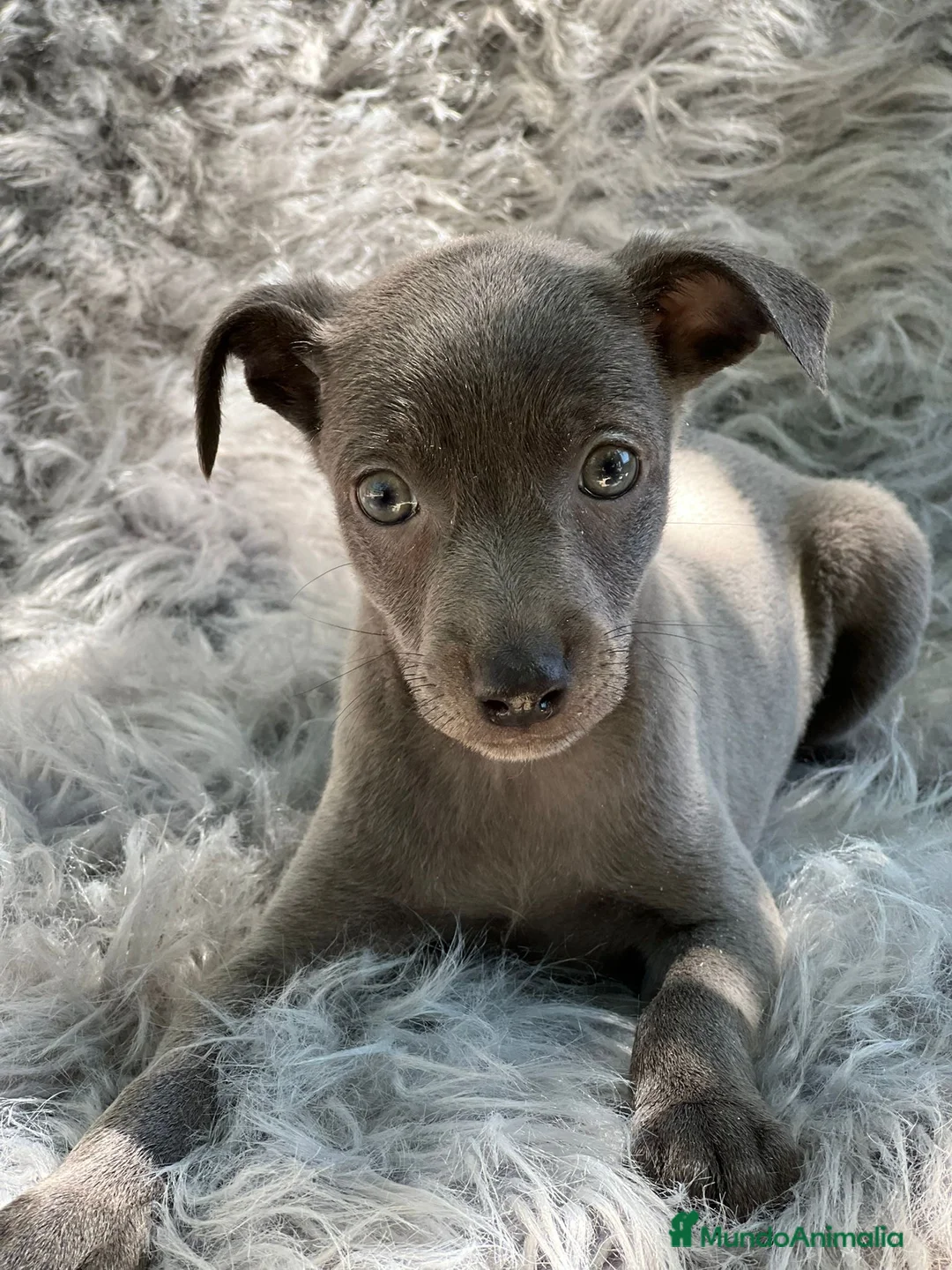 Pequeño Lebrel Italiano perros en venta: PEQUEÑO LEBREL ITALIANO MACHO BLUE en Barcelona - Anuncio 3
