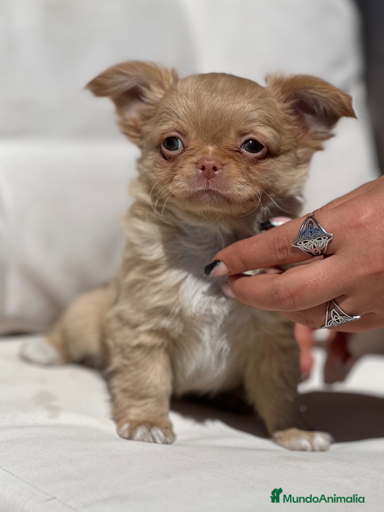 Chihuahua perros CHIHUAHUA PELO LARGO COLOR GOLD - Anuncio 12