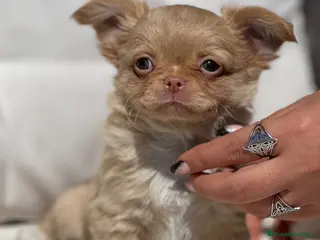 Chihuahua perros CHIHUAHUA PELO LARGO COLOR GOLD - Anuncio 12