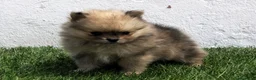 Pomerania perros en venta: Pomerania  - Anuncio 4