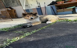 Collie de Pelo Largo perros en venta: Preciosa camada rough collie - Imagen 6
