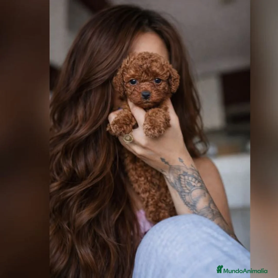 Imagen de galería {{count}}