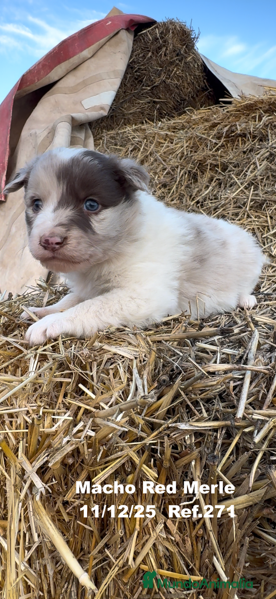 Border Collie perros en venta: Border Collie - Anuncio 25
