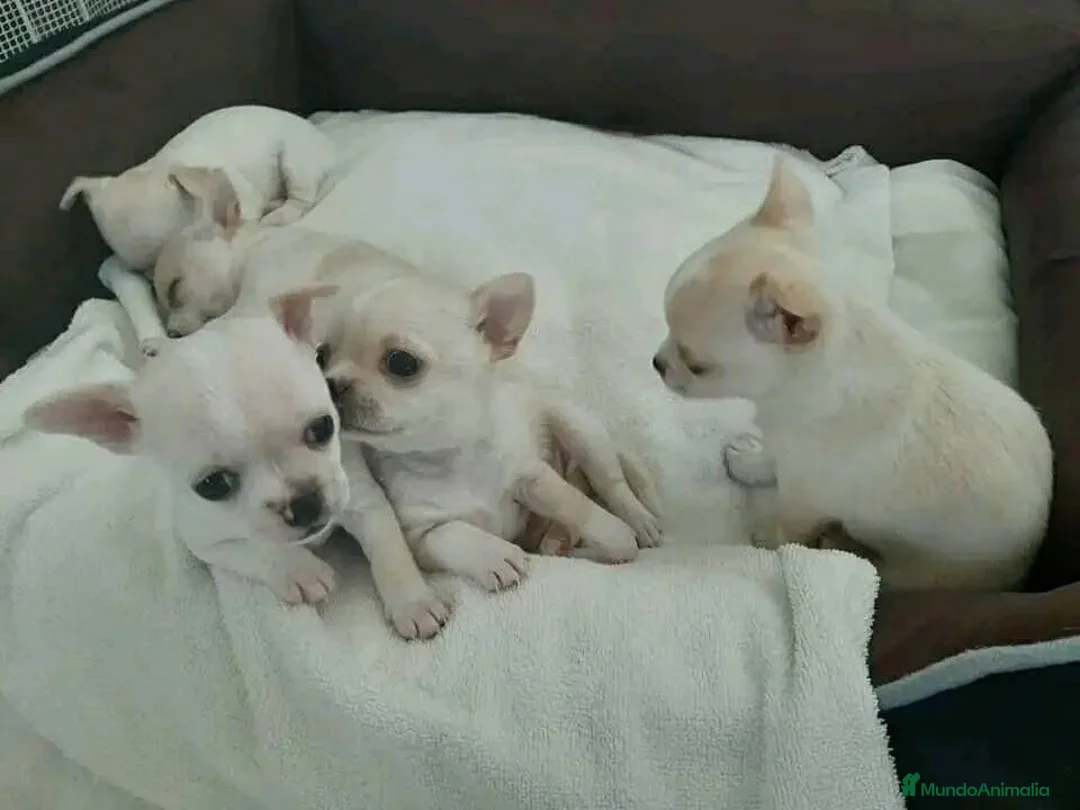Chihuahua perros en venta: CHIHUAHUAS MINI ( TODA ESPAÑA )  - Anuncio 2