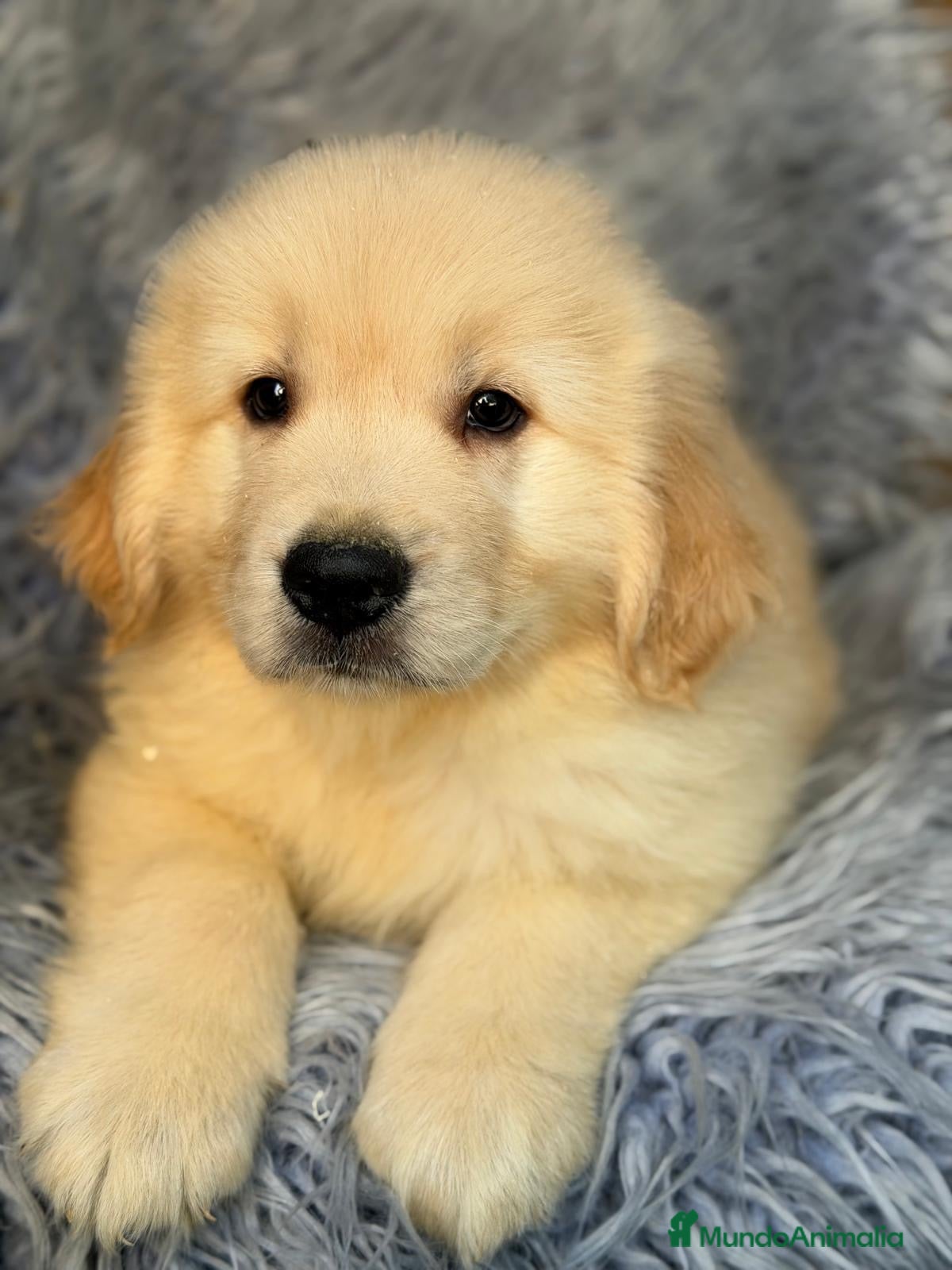 Golden Retriever perros Preciosos golden - Anuncio 2