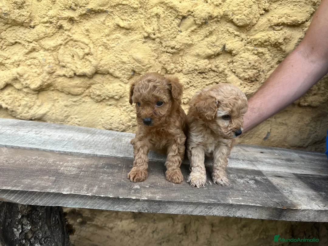 Caniche Toy perros en venta: Caniche Toy hembra  - Anuncio 5