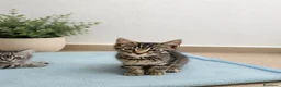 Raza Mixta gatos en venta: 🐱 GATITOS CON DESCENDENCIA MAINE COON EN ADOPCIÓN - Anuncio 2