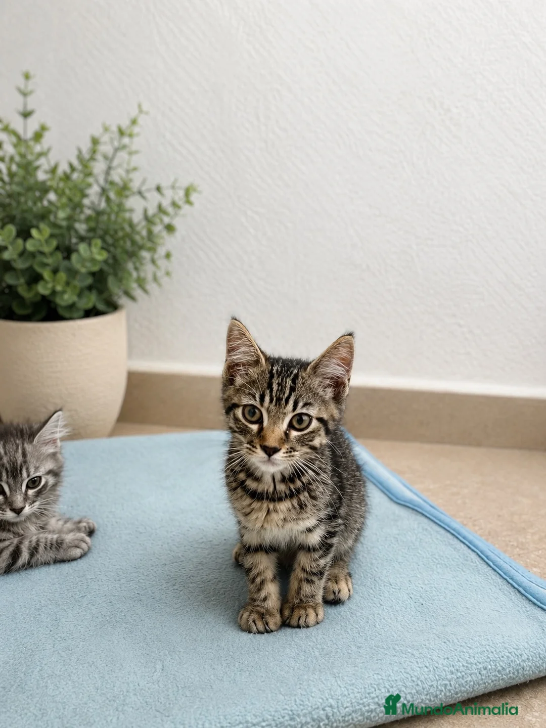Raza Mixta gatos en venta: 🐱 GATITOS CON DESCENDENCIA MAINE COON EN ADOPCIÓN - Anuncio 2