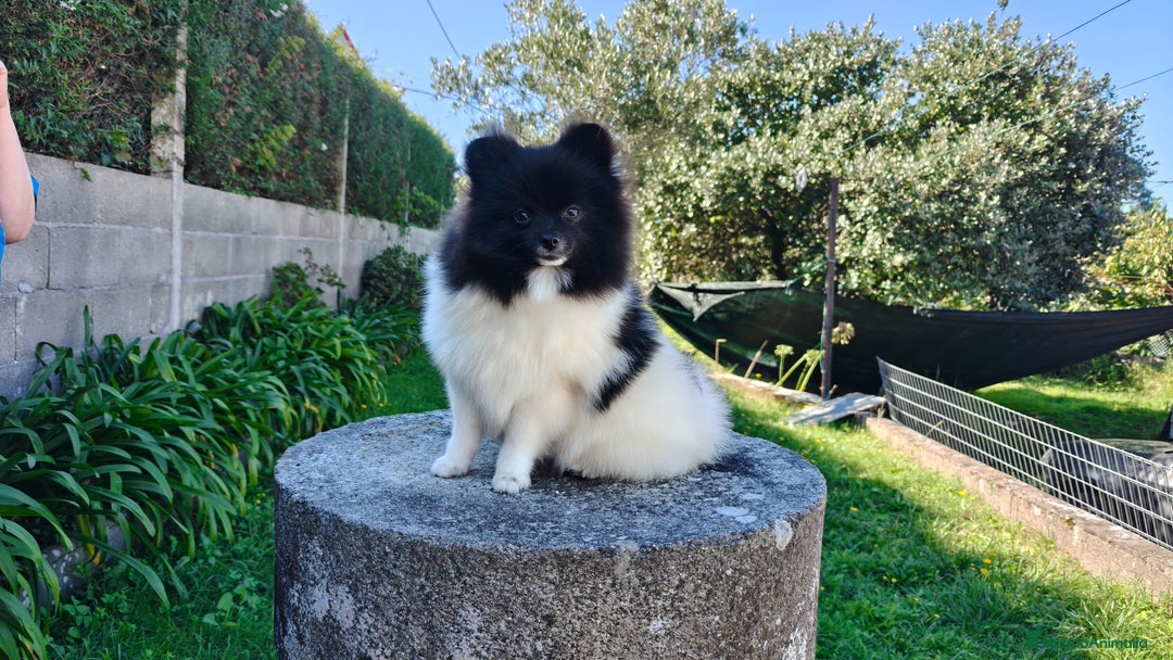 Pomerania perros en venta: Lulu de pomerania  - Imagen 8