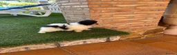Pomerania perros en venta: Preciosas Pomeranian mini - Anuncio 3