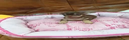Chihuahua perros en venta: CHIHUAHUA TOY  - Anuncio 8