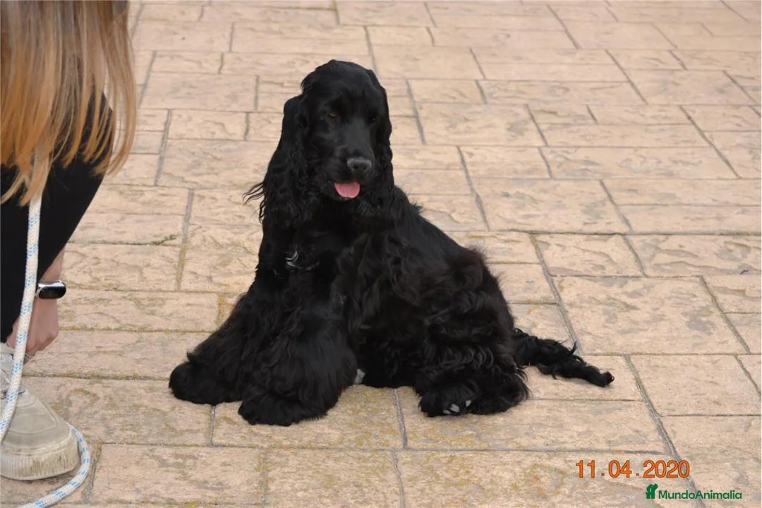 Imagen de galería {{count}}