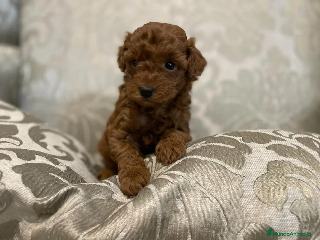 Caniche Toy perros en venta: caniche toy rojo en Barcelona - Anuncio 2