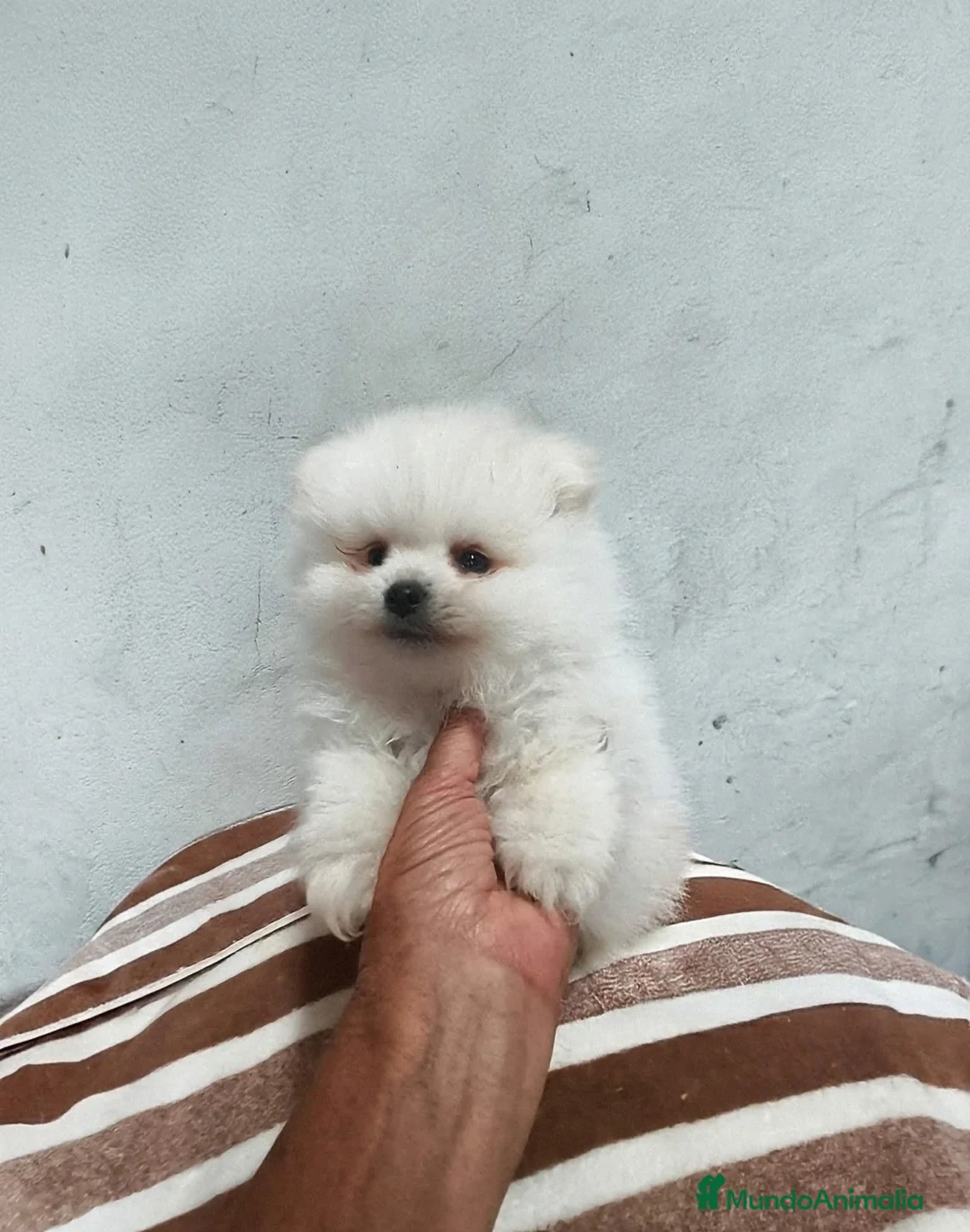 Pomerania perros en venta: POMERANIA MACHITO SUPER TOY - Anuncio 3