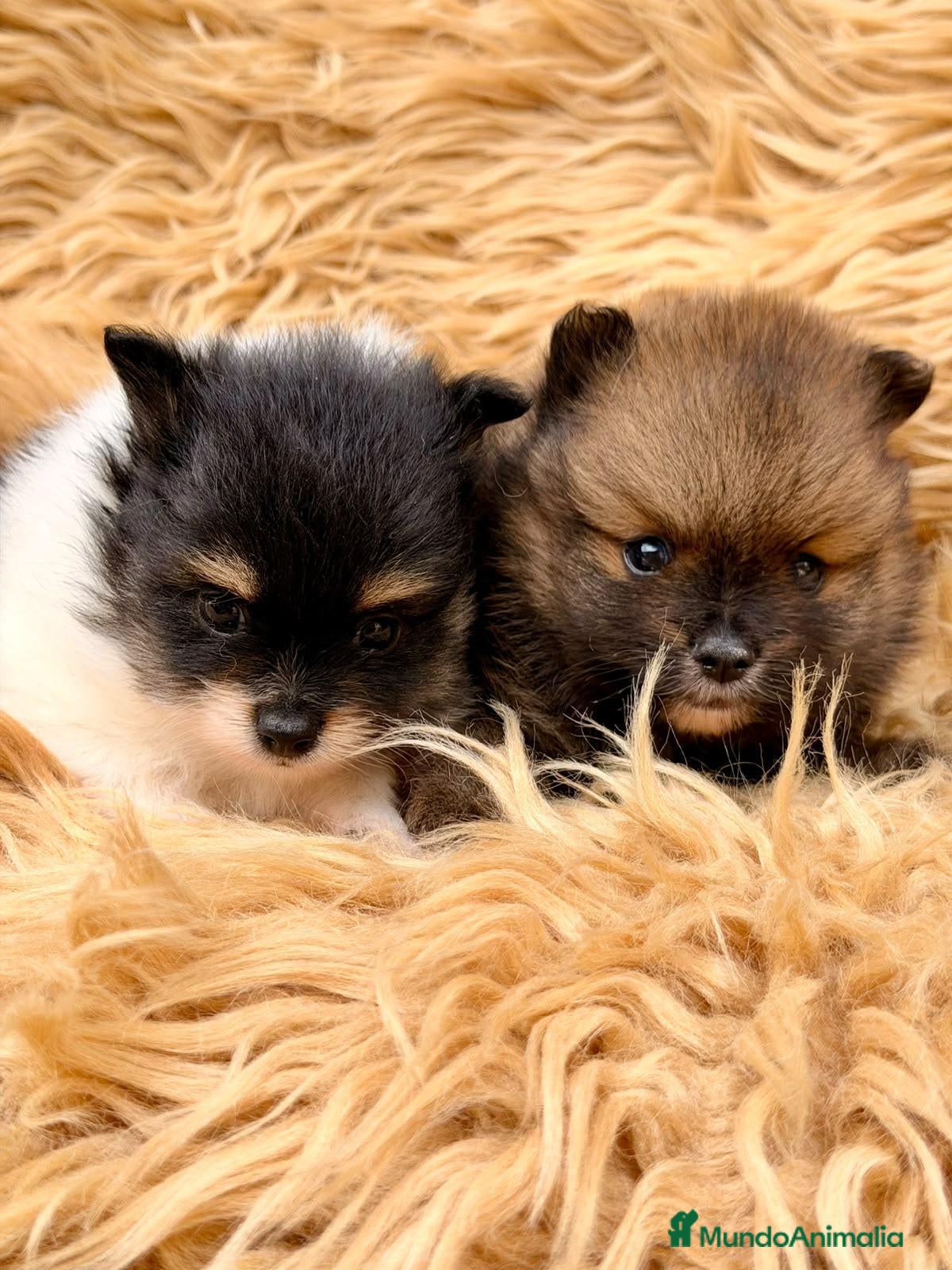 Pomerania perros POMERANIA - Anuncio 2