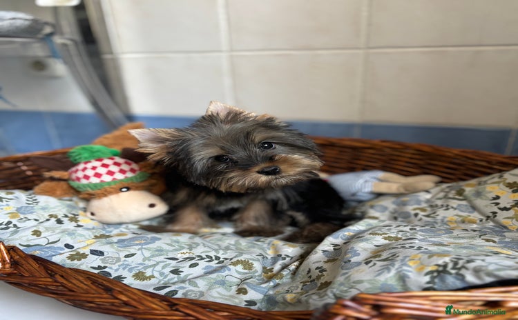 Yorkshire Terrier perros - Anuncio 14