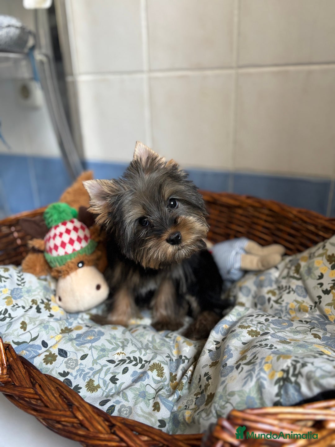 Yorkshire Terrier perros en venta: Yorkshire toy hembra disponible  - Imagen 1
