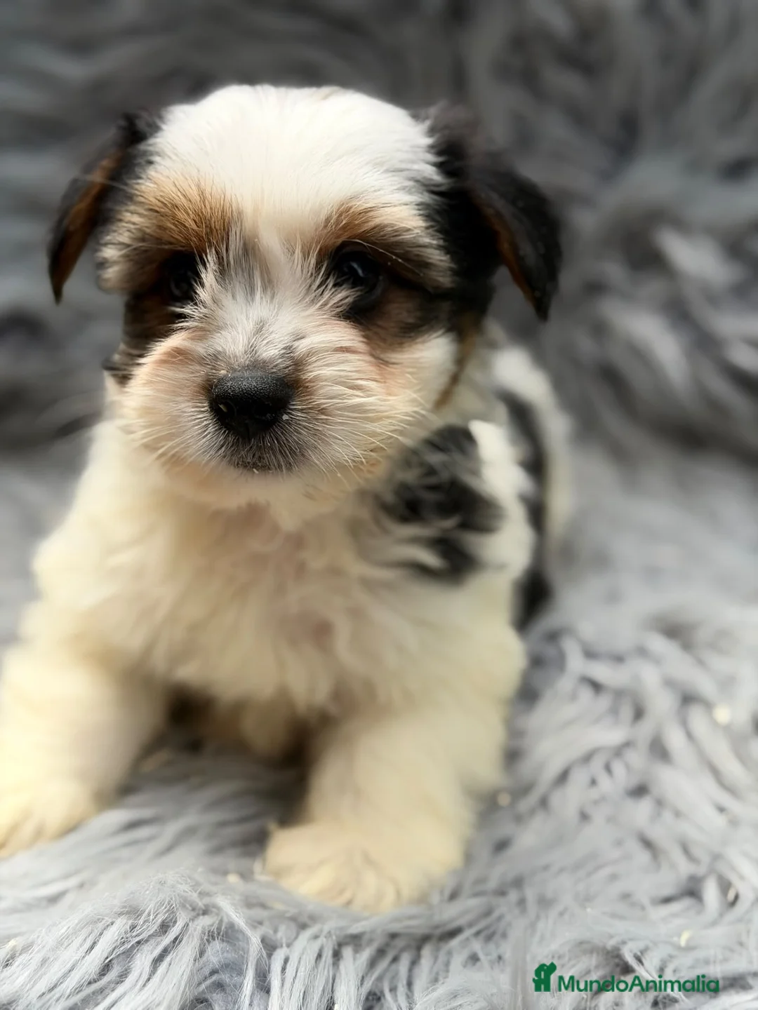 Biewer Yorkshire Terrier a la Pom Pon perros en venta: Biewer macho  - Anuncio 2