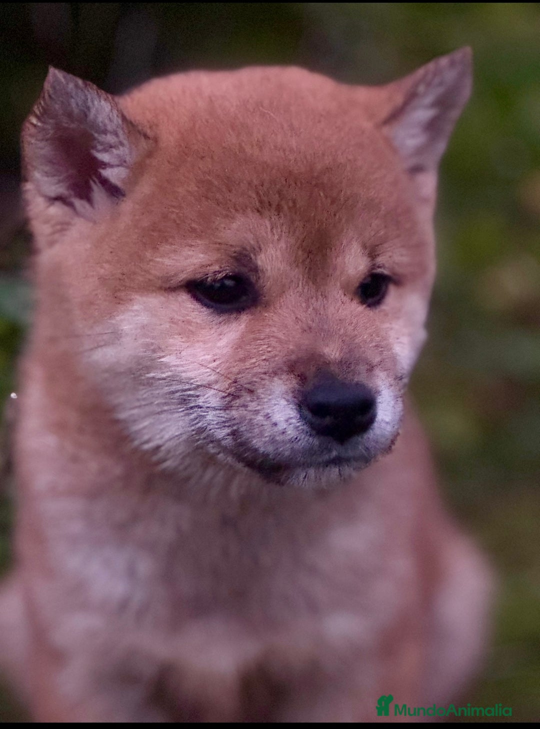 Shiba Inu perros en venta: Exclusivos Shiba Inu  - Anuncio 9