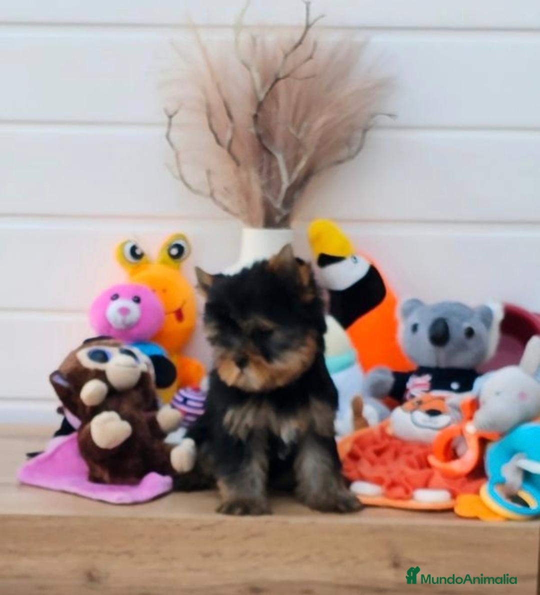 Yorkshire Terrier perros Yorkshire en Cataluña  - Anuncio 1