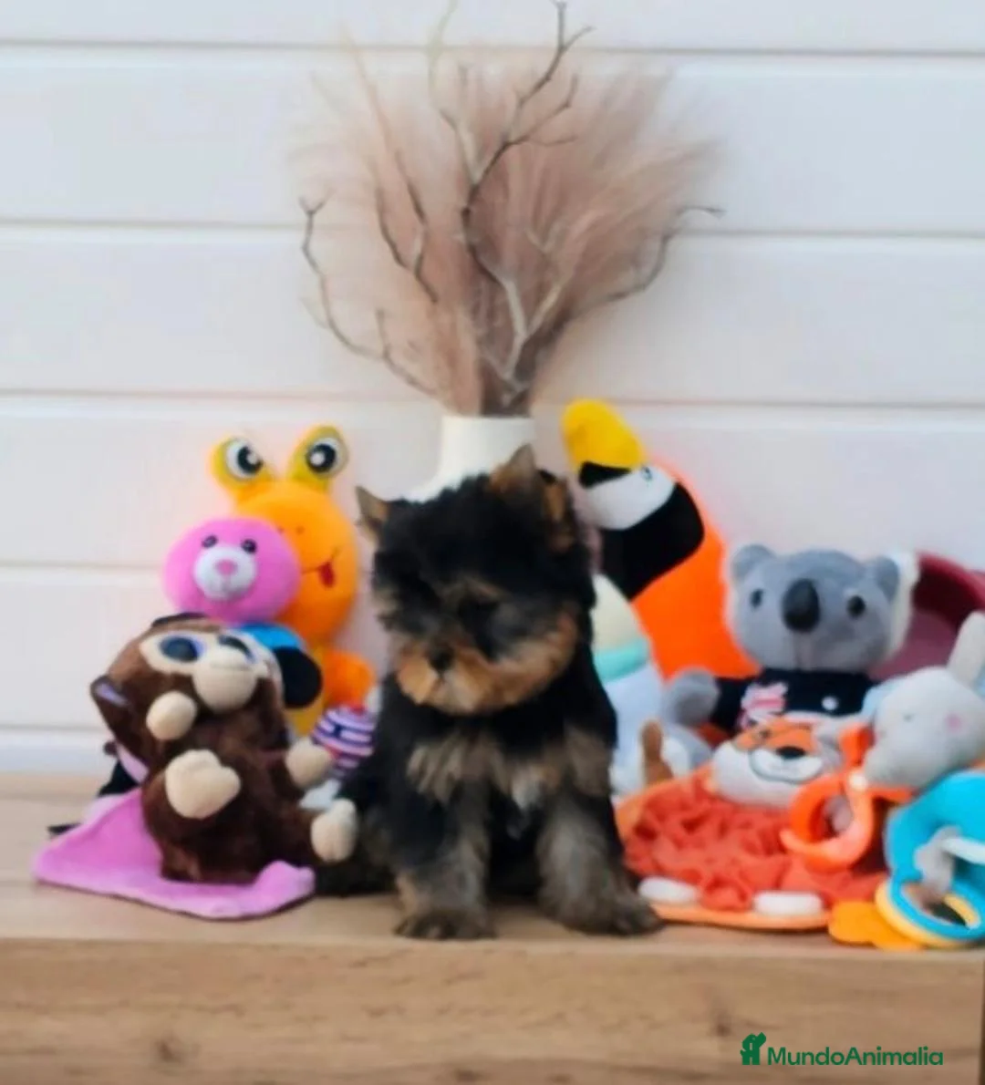 Yorkshire Terrier perros en venta: Yorkshire en Cataluña  - Anuncio 1