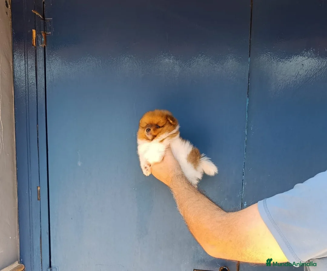 Pomerania perros en venta: Pomerania hembra particolor  - Anuncio 4