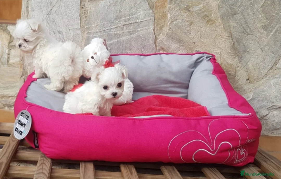 Bichón Maltés perros en venta: Bichón Maltés en Barcelona - Anuncio 8