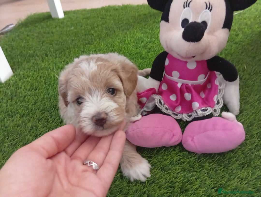 Maltipoo perros en venta: Preciosos ejemplares toy - Imagen 4