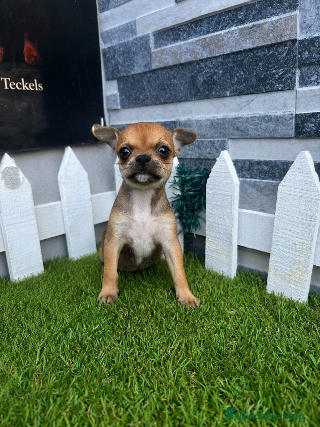 Chihuahua perros CHIHUAHUA - Anuncio 1