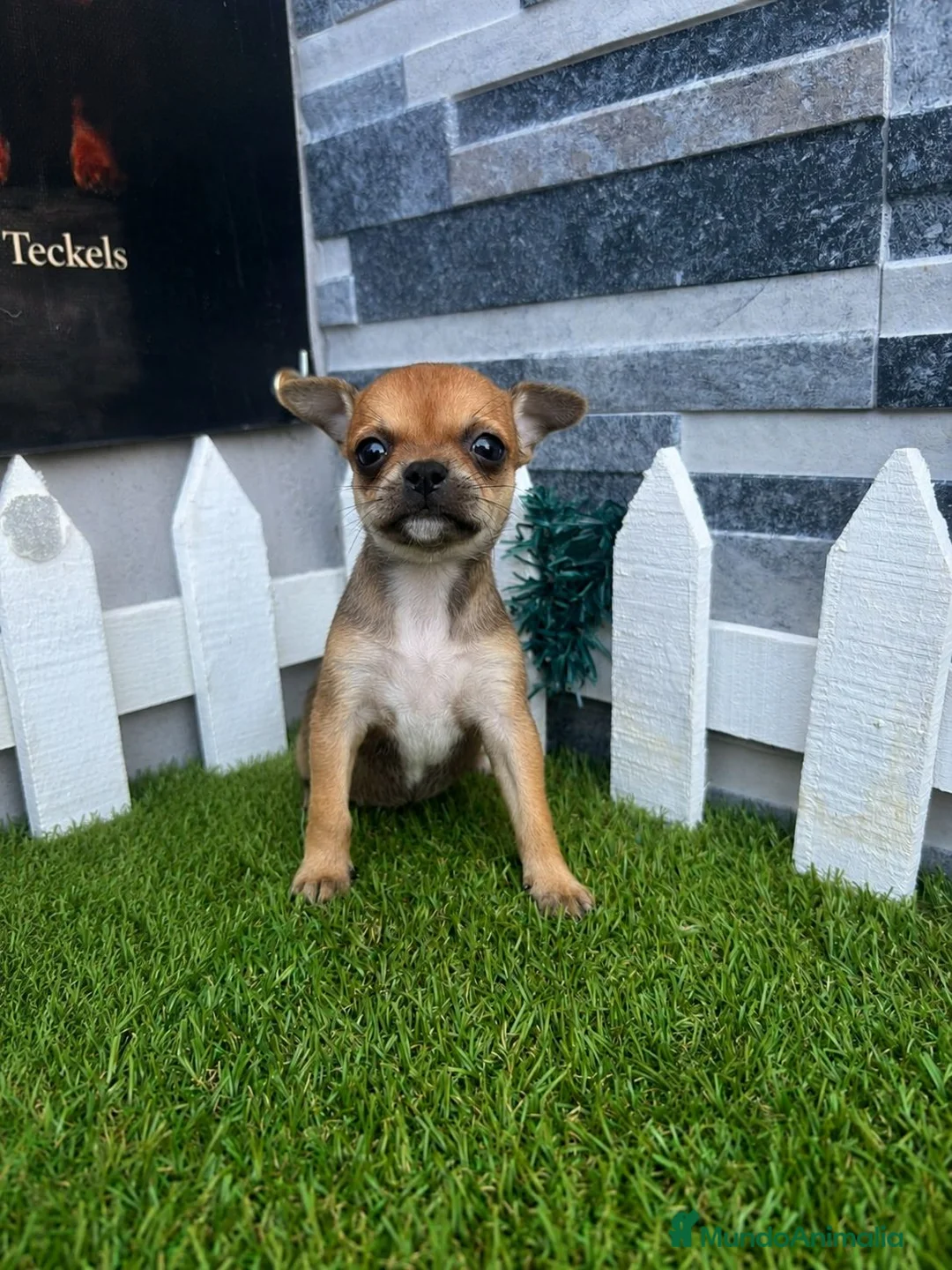 Chihuahua perros en venta: CHIHUAHUA - Anuncio 1