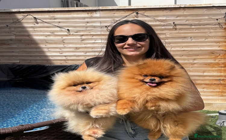 Pomerania perros - Anuncio 1