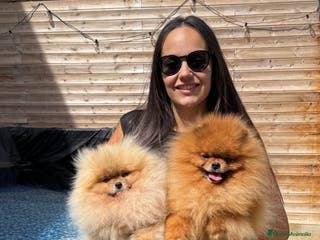 Pomerania perros Pomerania para montas - Anuncio 26