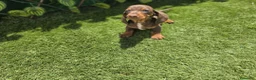 Teckel Miniatura perros en venta: TECKEL MINIATURA - Anuncio 1