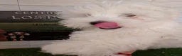Bichón Maltés perros en venta: Bichón maltes  - Anuncio 3