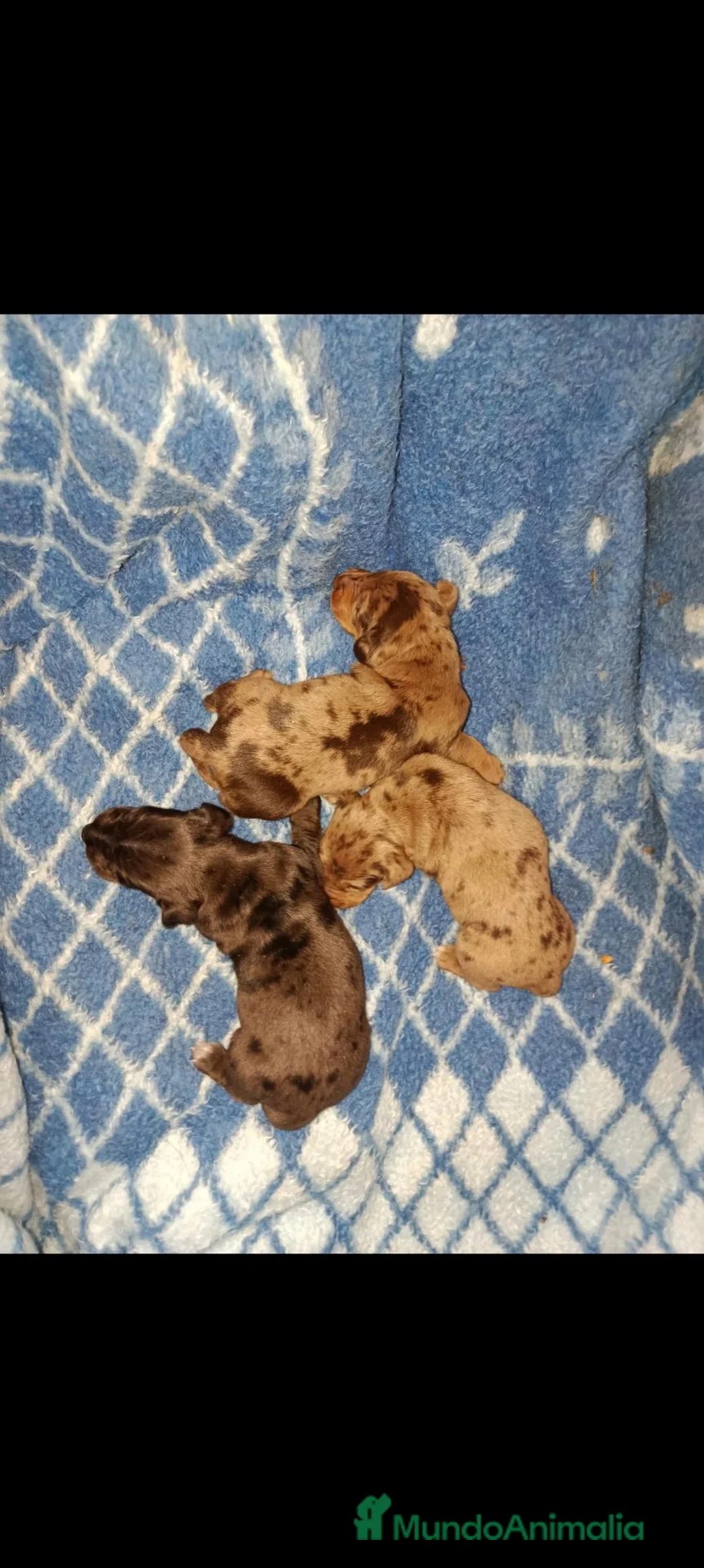 Teckel Miniatura perros en venta: Teckel  - Anuncio 2