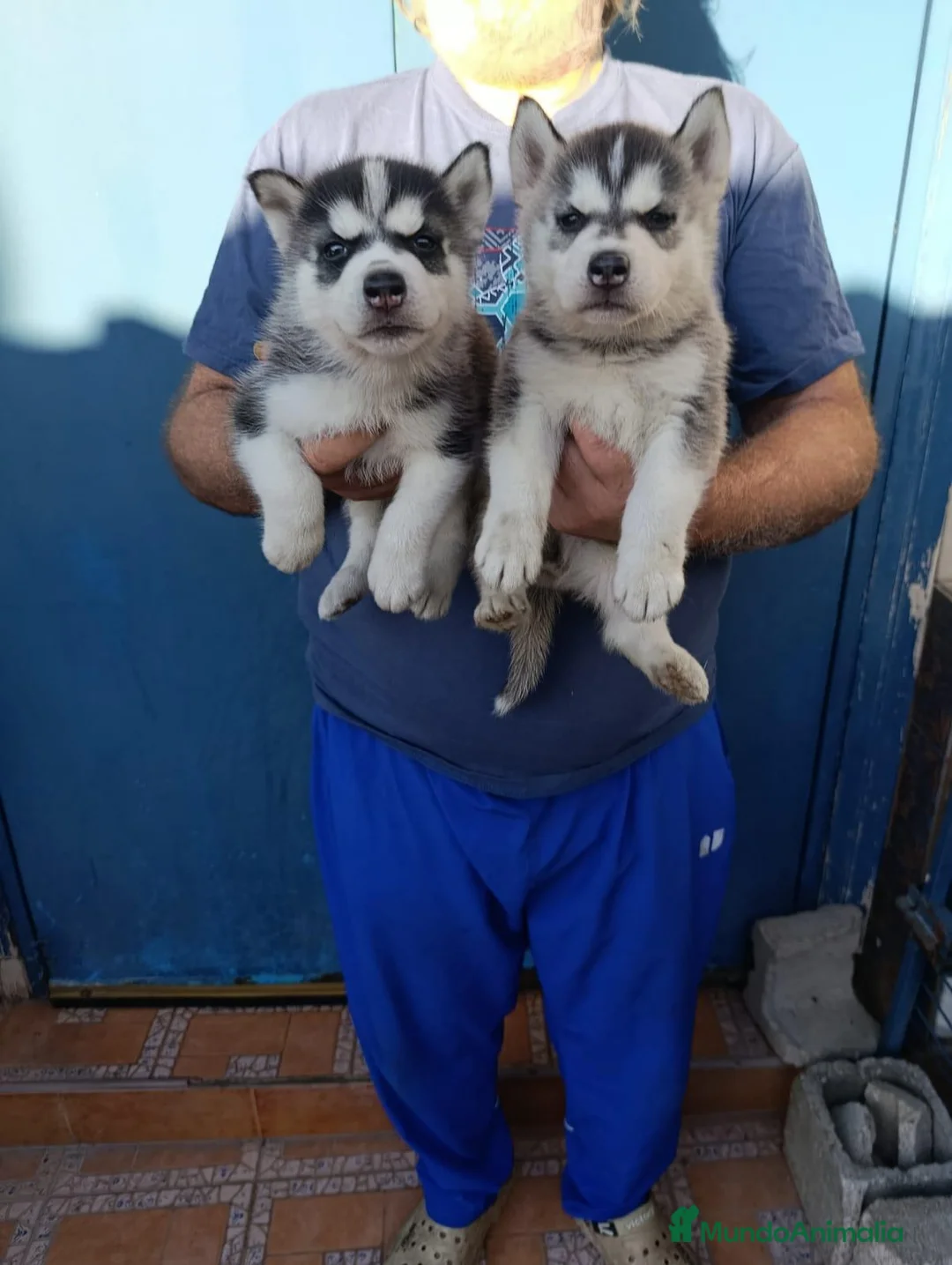 Husky Siberiano perros en venta: Husky siberiano cachorros - Anuncio 2
