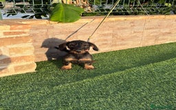 Teckel perros en venta: Teckel pelo duro  - Imagen 4