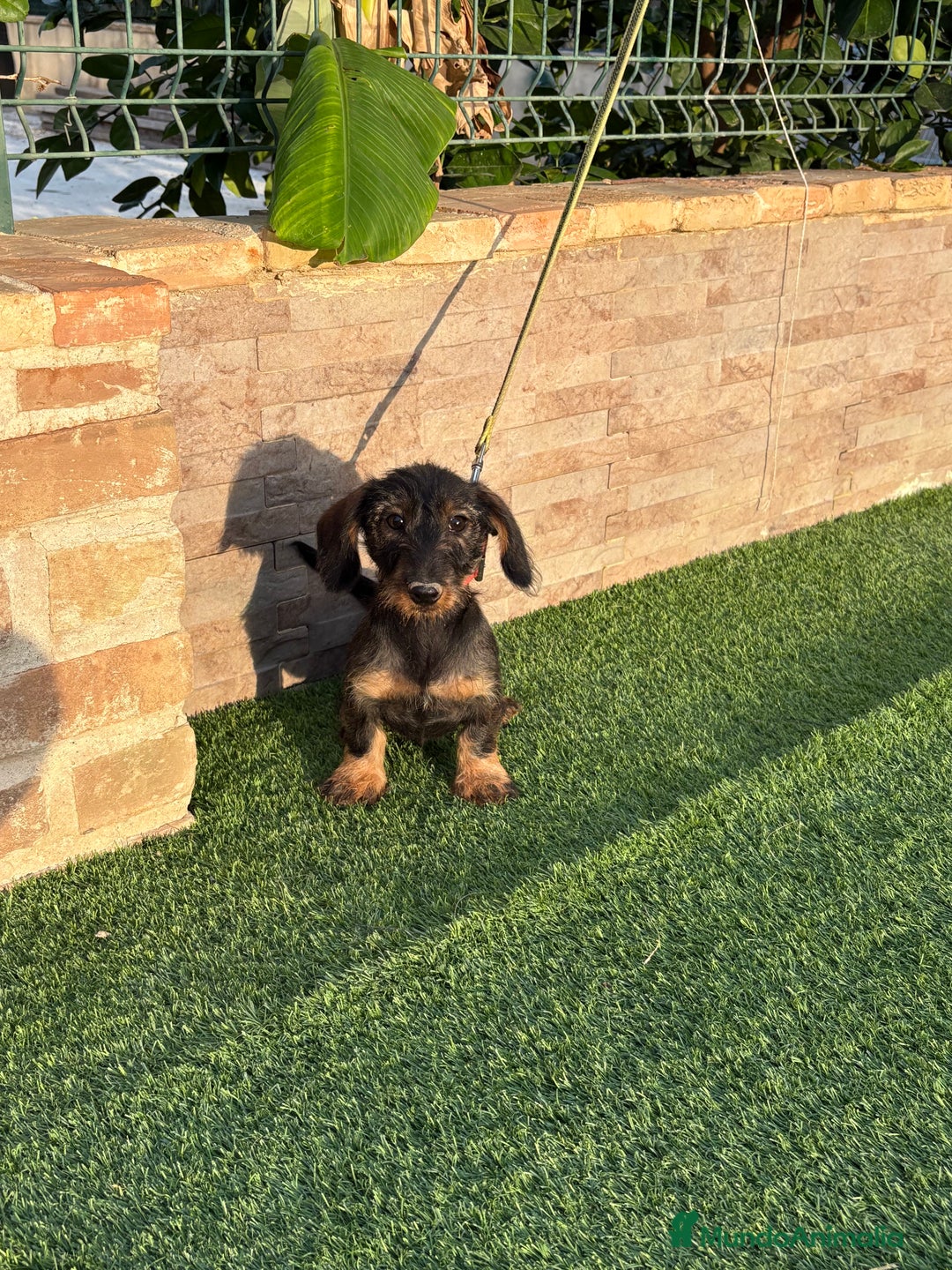 Teckel perros en venta: Teckel pelo duro  - Imagen 4
