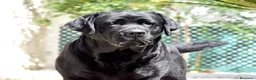 Labrador Retriever perros en venta: LABRADOR NEGRO DISPONIBLE - Anuncio 6