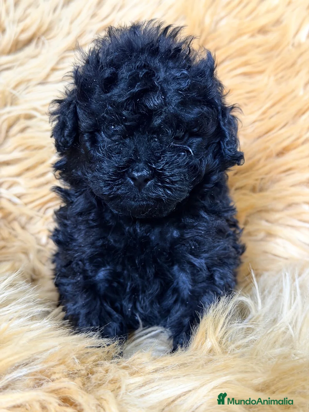 Caniche Toy perros en venta: CANICHE NEGRO SÓLIDO TOY  - Anuncio 2