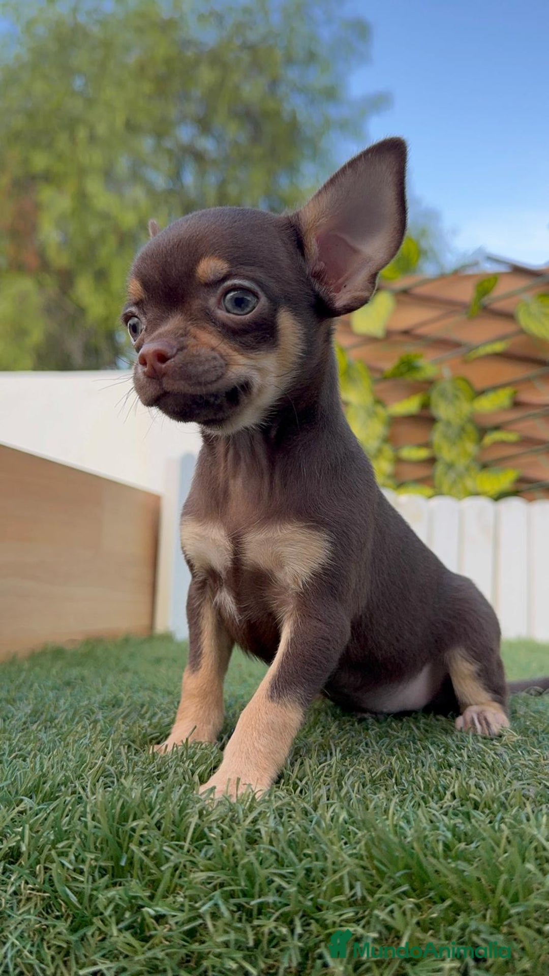 Chihuahua perros en venta: CHIHUAHUA MACHO - Imagen 5