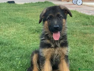 Pastor Alemán perros en venta: CACHORRAS DE PASTOR ALEMÁN - Anuncio 3