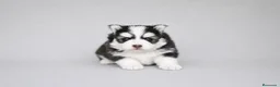 Pomsky perros en venta: Pomsky F4 - Anuncio 5