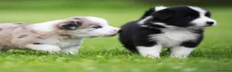 Border Collie perros en venta: Border collie  - Anuncio 2
